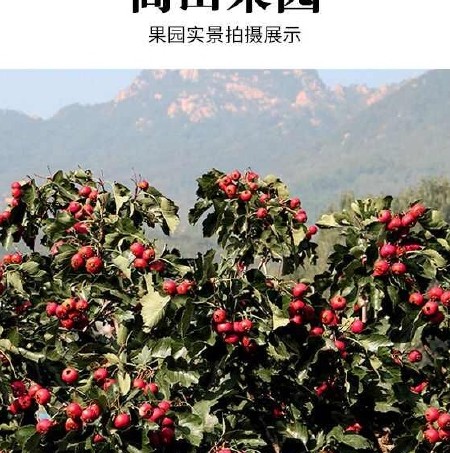新鲜山楂 大五棱 山里红山楂果 商超品质 一手货源批发