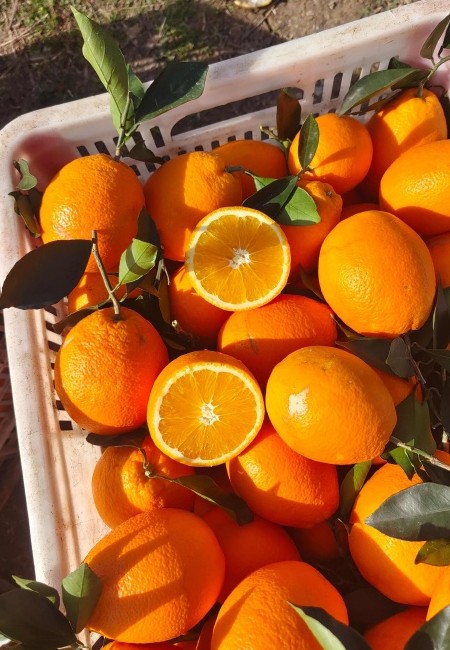 湖北橙子纽荷尔脐橙九月红果冻橙长虹脐产地一手货源现采现发