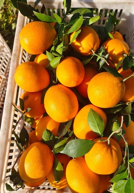湖北橙子纽荷尔脐橙九月红果冻橙长虹脐产地一手货源现采现发