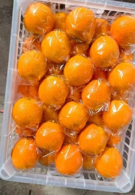湖北橙子纽荷尔脐橙九月红果冻橙长虹脐产地一手货源现采现发