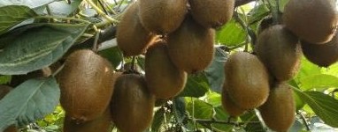 【细腻多汁】十斤一箱眉县徐香猕猴桃绿心应季水果中大果产地直供