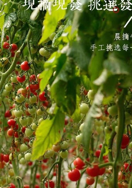 山东千禧圣女果贝贝一件代发 电商直播 社区团购商超对接