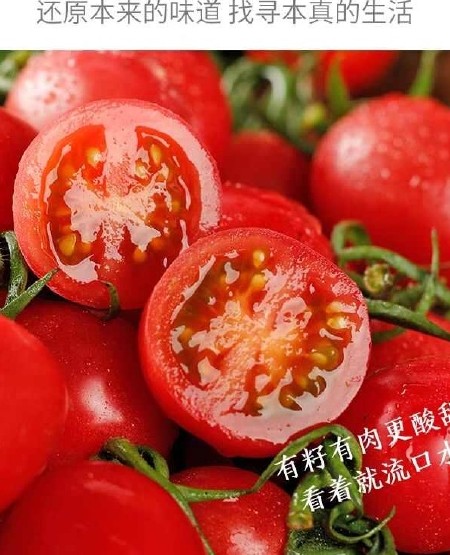 山东千禧圣女果贝贝一件代发 电商直播 社区团购商超对接