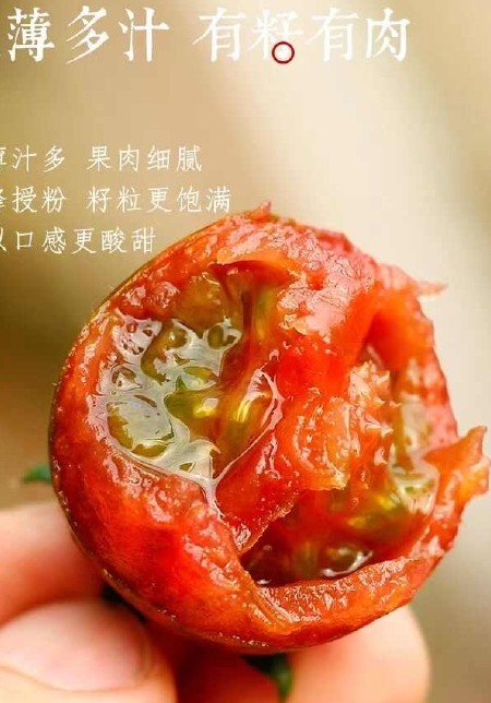 山东千禧圣女果贝贝一件代发 电商直播 社区团购商超对接