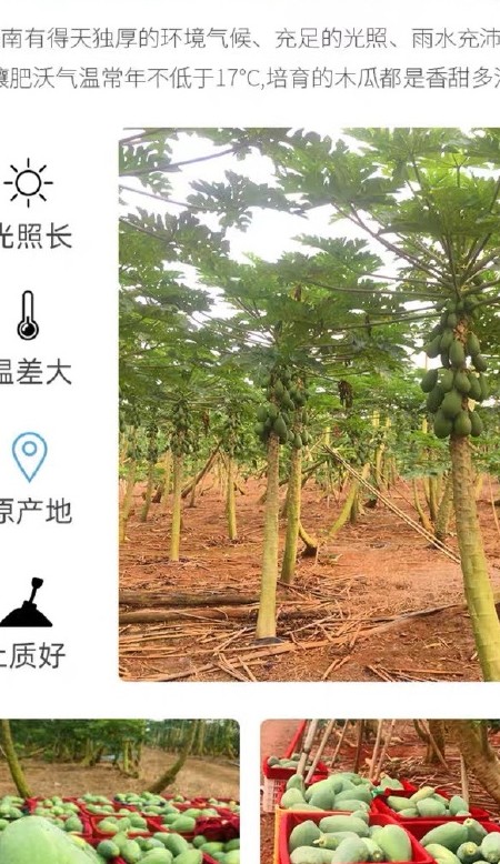 海南红心牛奶木瓜9斤新鲜树上自然熟水果冰糖青木瓜包邮包甜