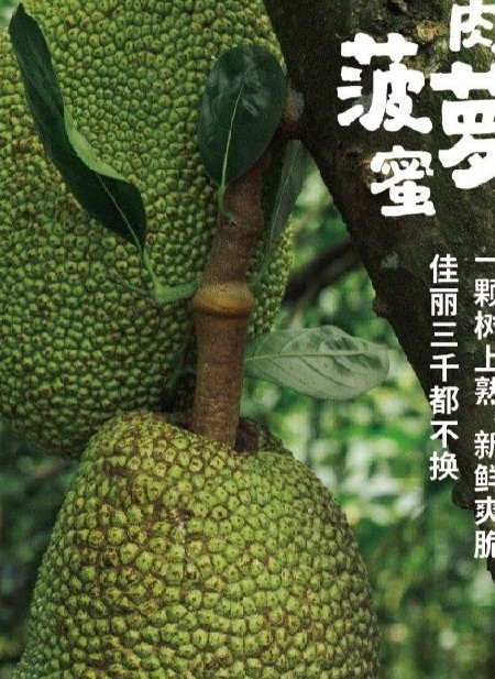 2025年红肉菠萝蜜包邮清脆甜基地直发包邮包售后一件代发