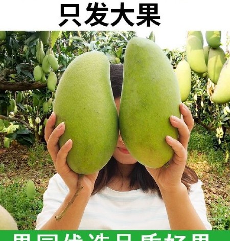 纯甜新鲜包邮到家大青芒 越南，芒果电商对接入口顺滑