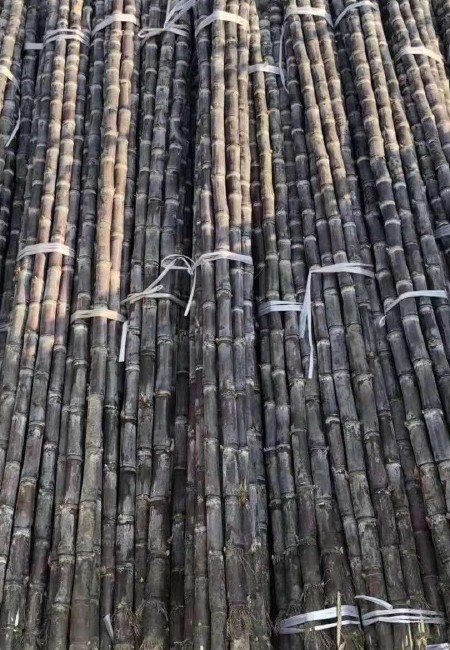 广西黑皮甘蔗果径4-5cm 长度2.5米以上 新鲜现砍市场果