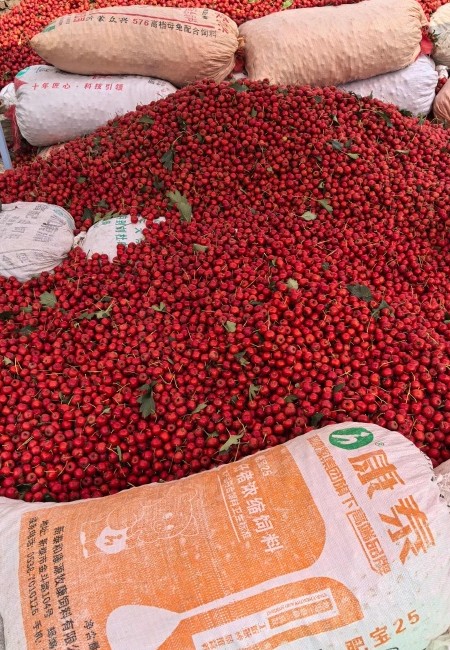 甜红子山楂 糖雪球糖葫芦专用货 口感香甜 常年供应新鲜山楂果